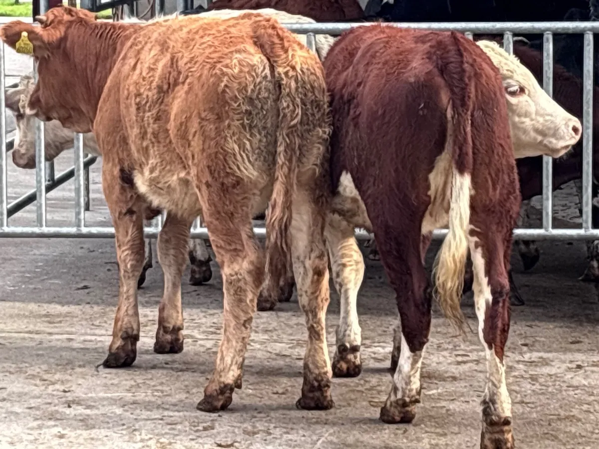 2 Weanling heifers for sale - Image 4