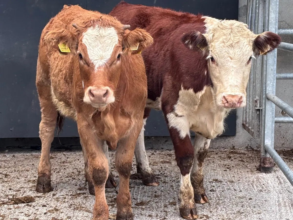 2 Weanling heifers for sale - Image 1