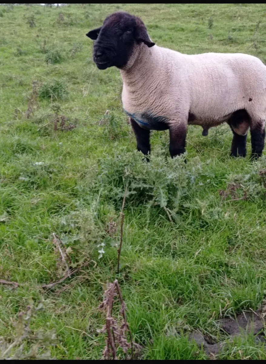 Pedigree suffolk rams and ewes. SIS approved - Image 2