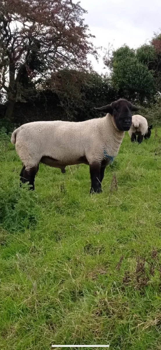 Pedigree suffolk rams and ewes. SIS approved - Image 3
