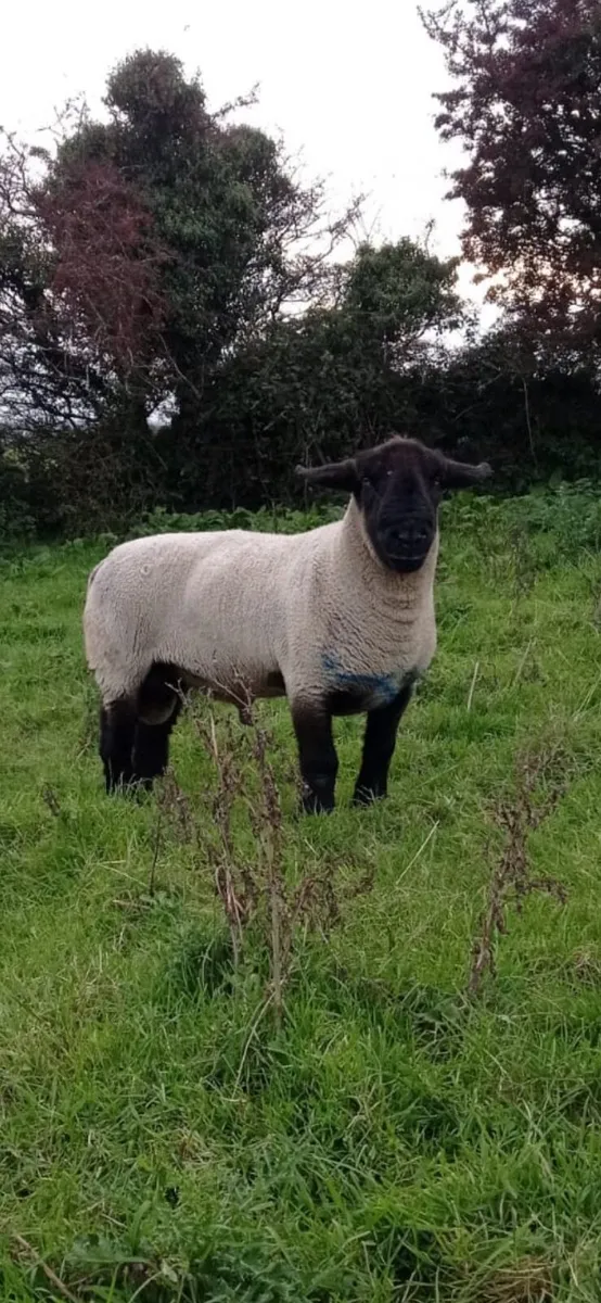 Pedigree suffolk rams and ewes. SIS approved - Image 1