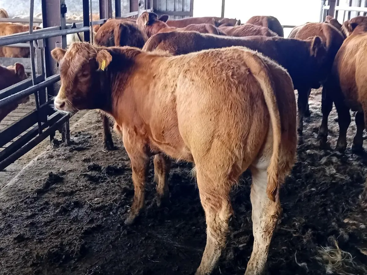 10 Smashing Red Limousin Bullocks - Image 1