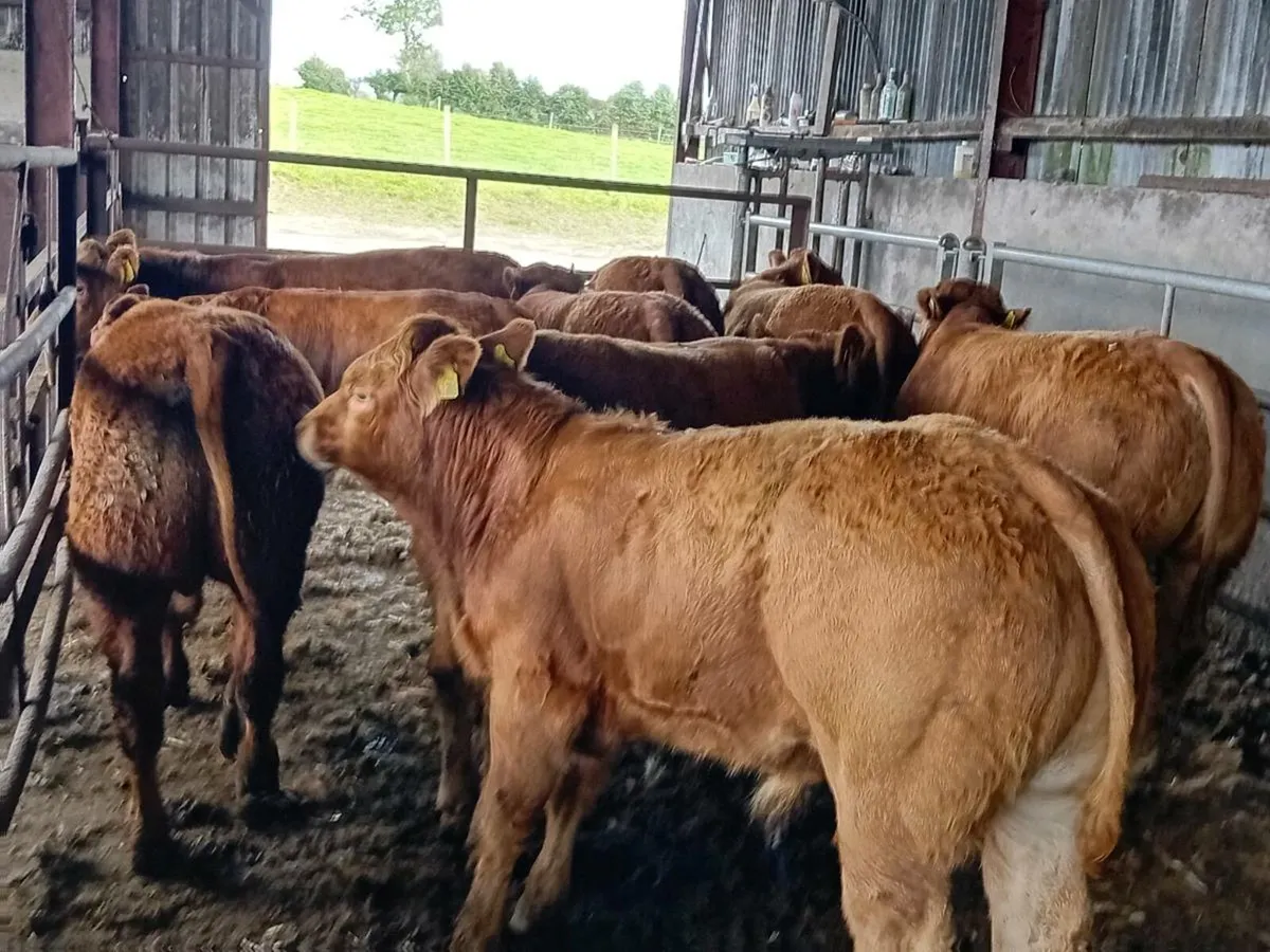 10 Smashing Red Limousin Bullocks - Image 2
