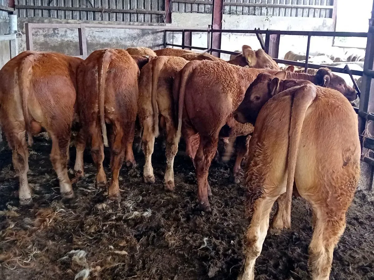 10 Smashing Red Limousin Bullocks - Image 3