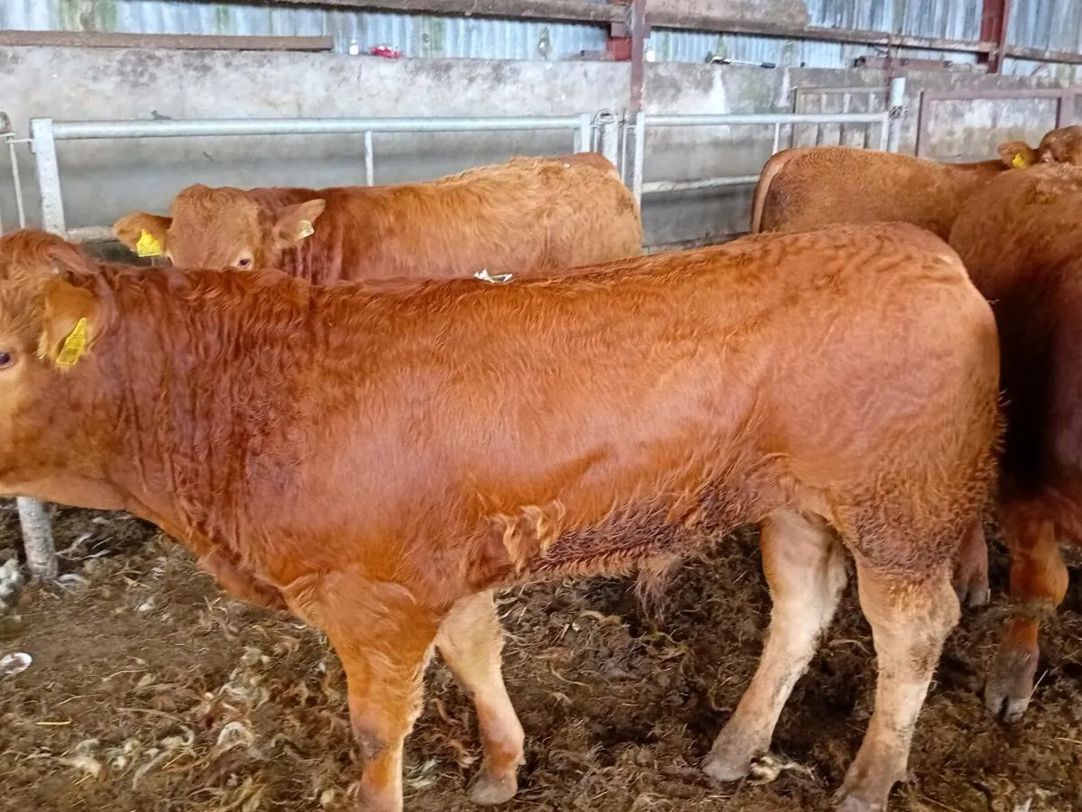 10 Smashing Red Limousin Bullocks - Image 4