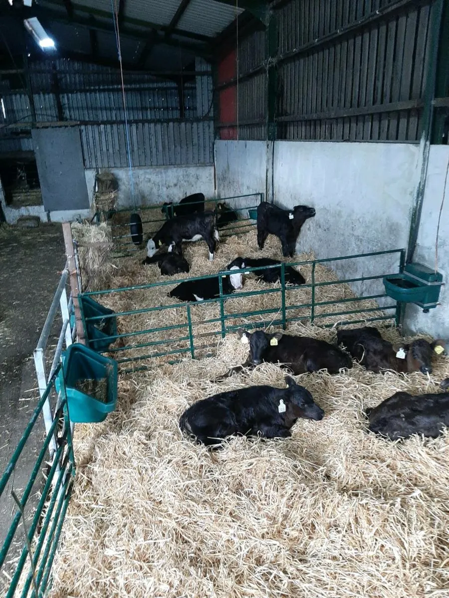 Calves wanted - Image 1