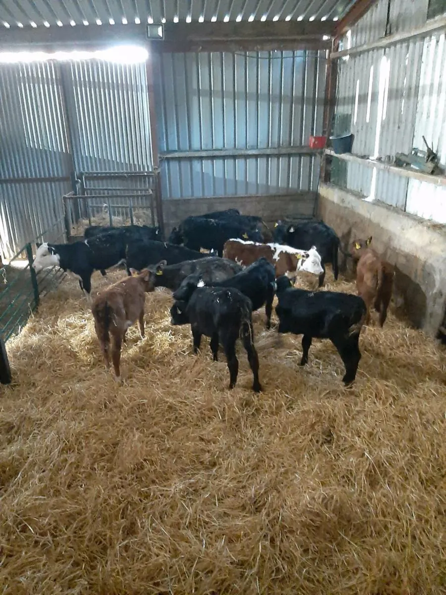 Calves wanted - Image 2