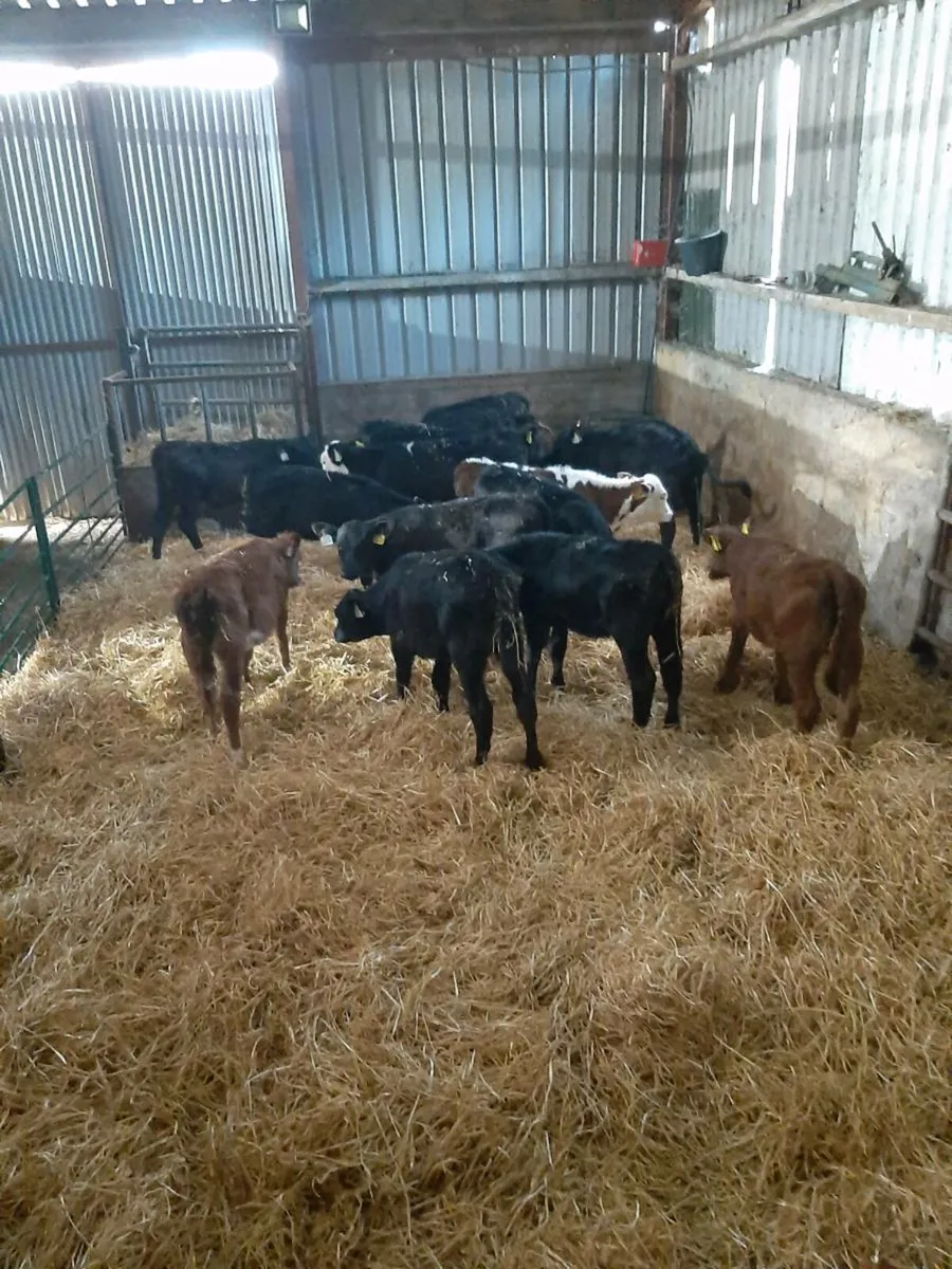Calves wanted - Image 3