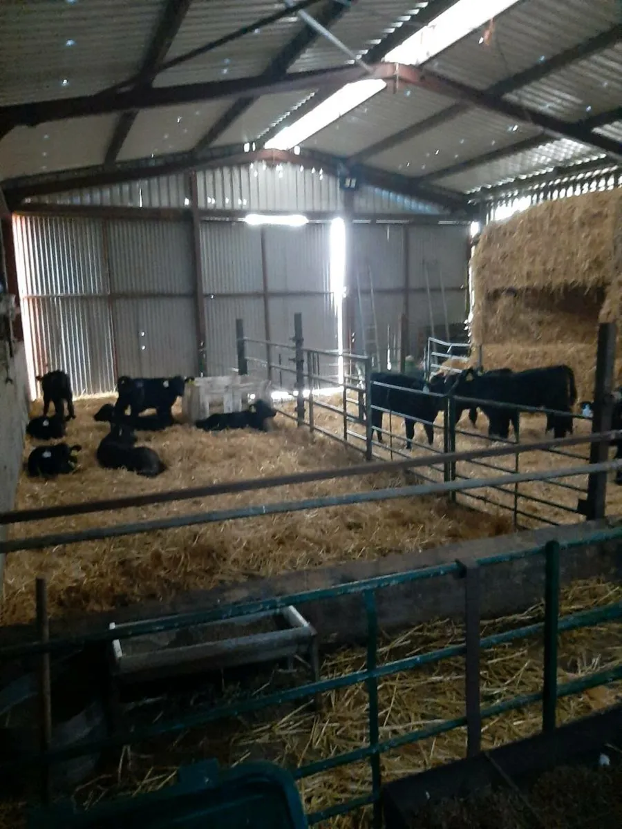 Calves wanted - Image 4