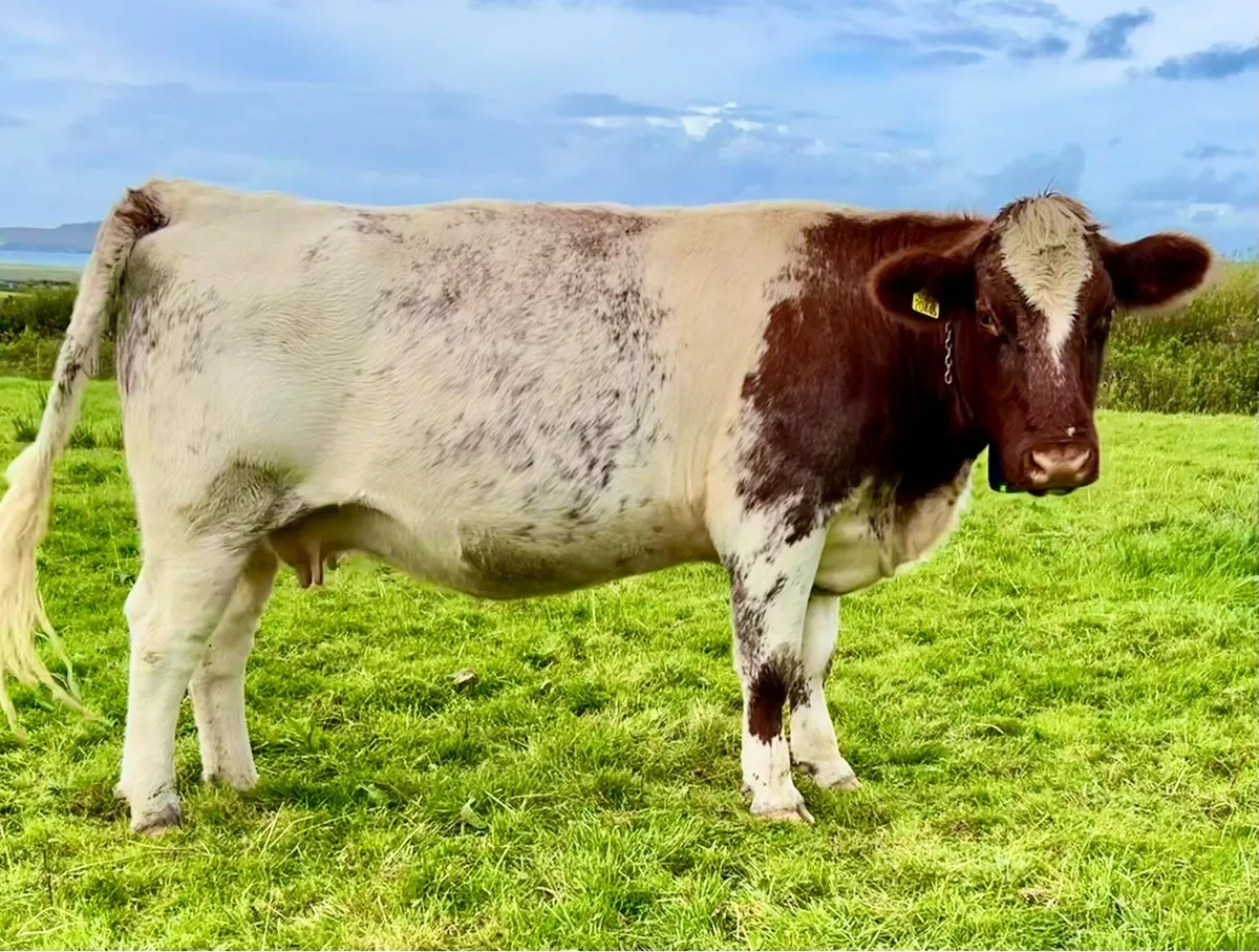 Pedigree Shorthorn Cow in calf - Image 1
