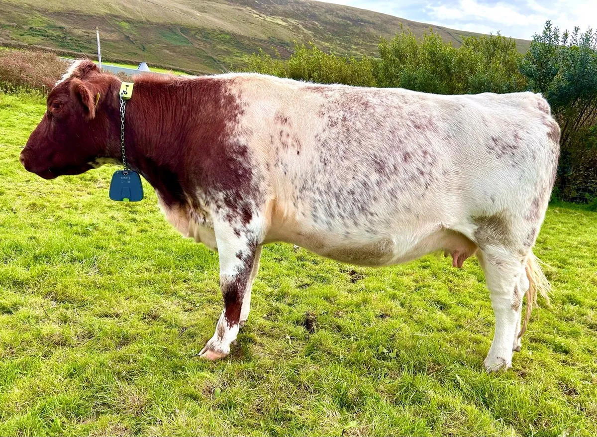 Pedigree Shorthorn Cow in calf - Image 2