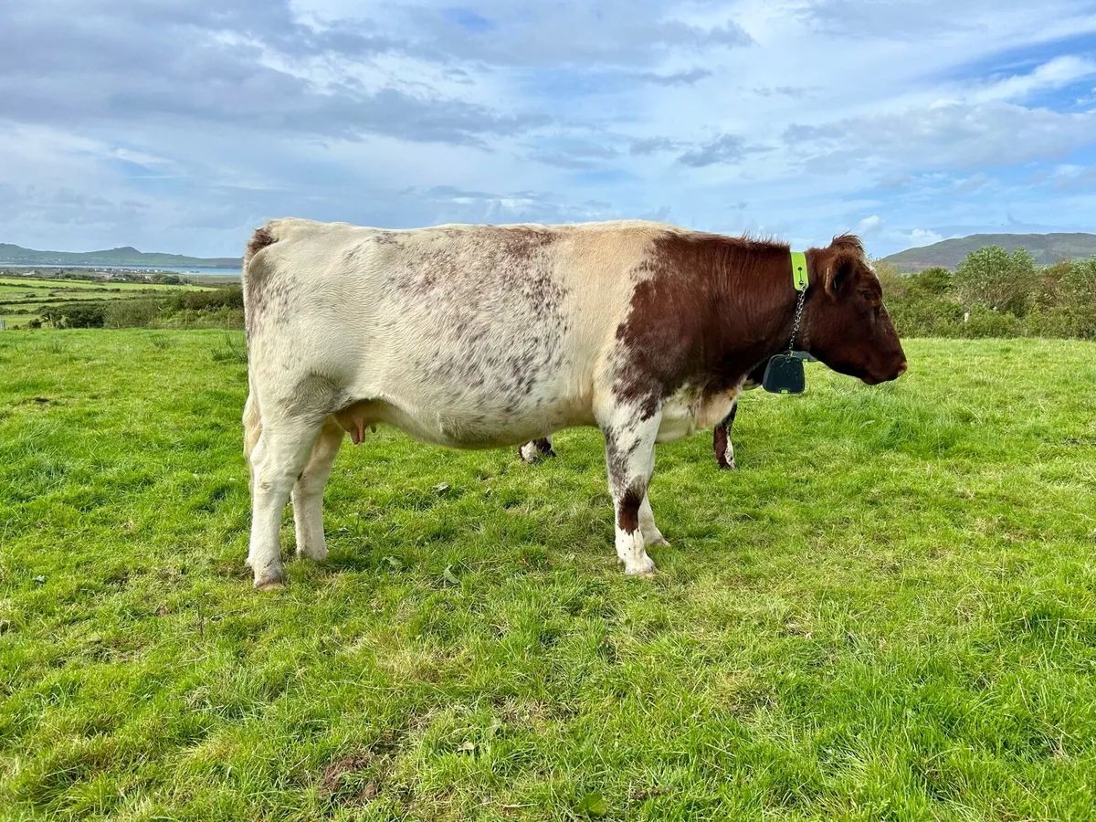 Pedigree Shorthorn Cow in calf - Image 3