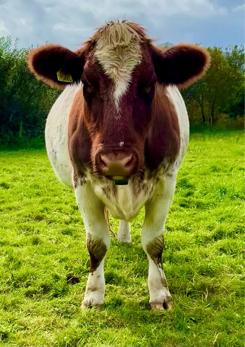 Pedigree Shorthorn Cow in calf - Image 4