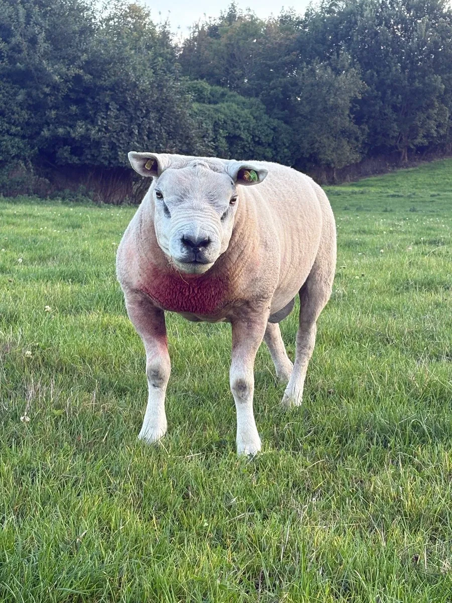 PB Texel Ram - Image 1