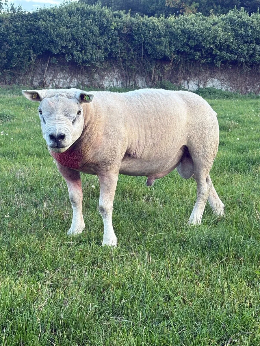PB Texel Ram - Image 2
