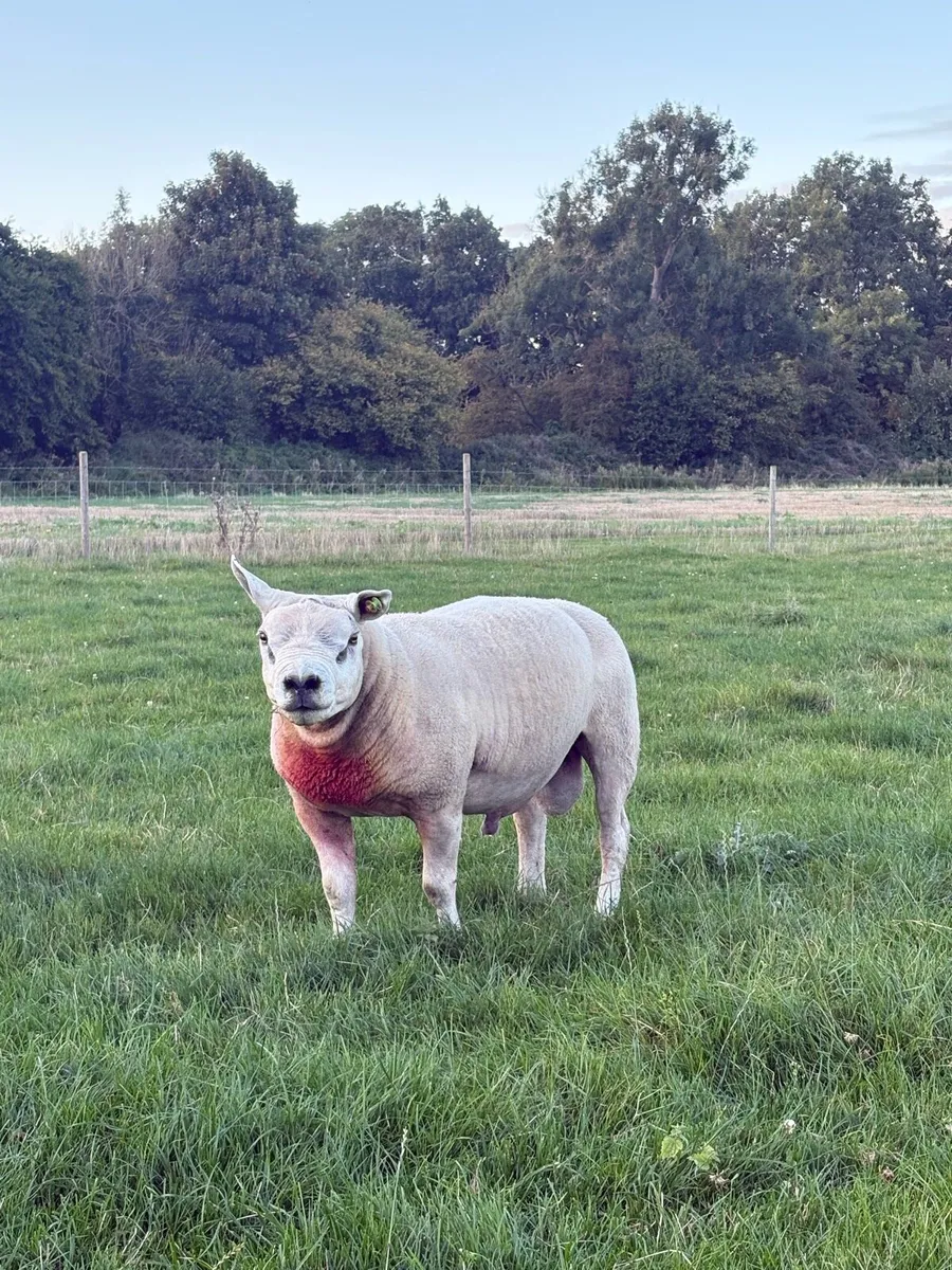 PB Texel Ram - Image 3