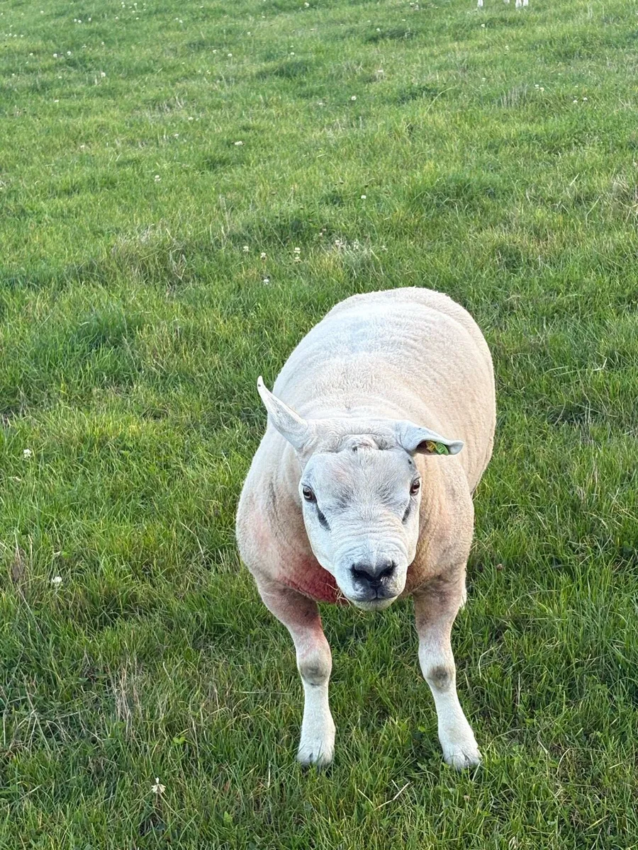 PB Texel Ram - Image 4