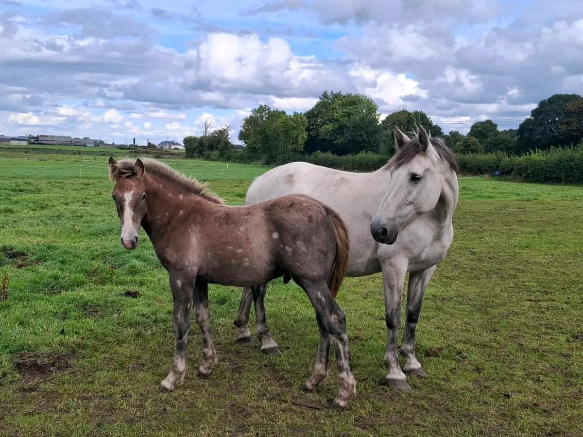 Quality Irish Draught foal - Image 1