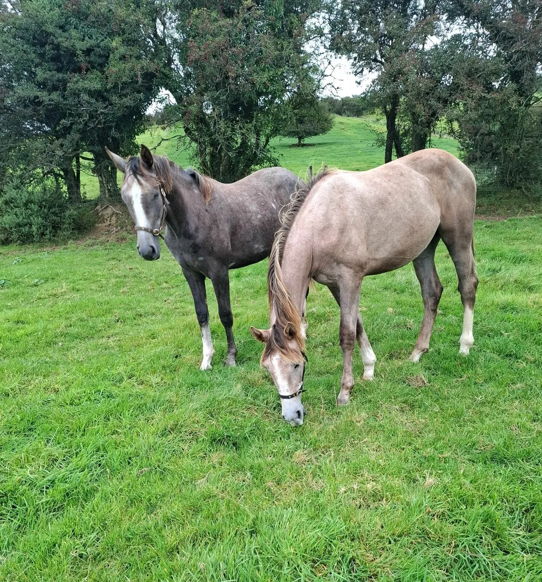 Two Yearling Fillies - Image 1