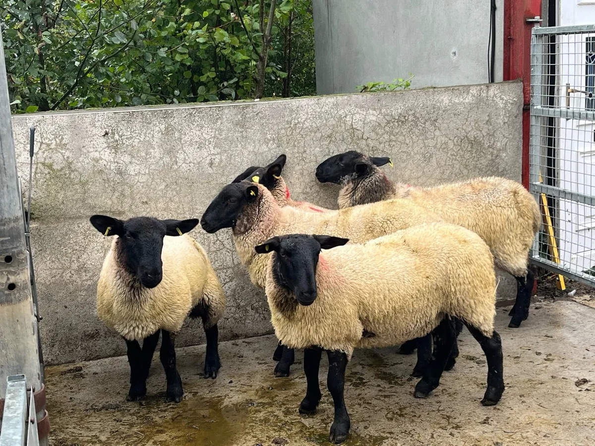 Suffolk cross hoggets - Image 1