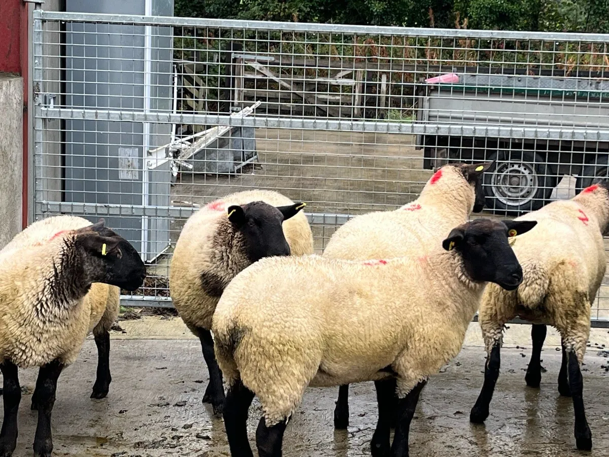 Suffolk cross hoggets - Image 2