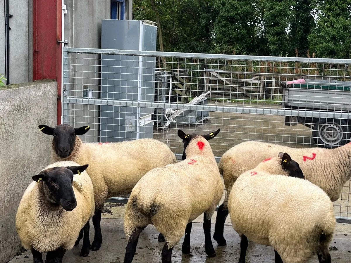 Suffolk cross hoggets - Image 3