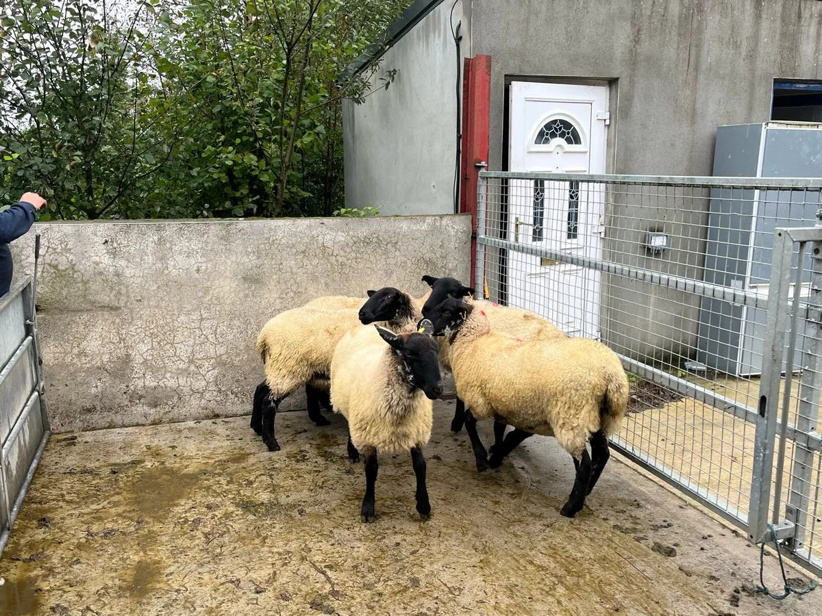 Suffolk cross hoggets - Image 4