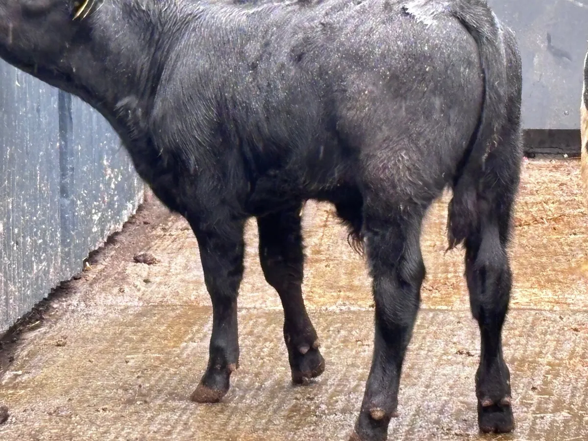 4 top quality suckler bred Weanlings for sale - Image 4