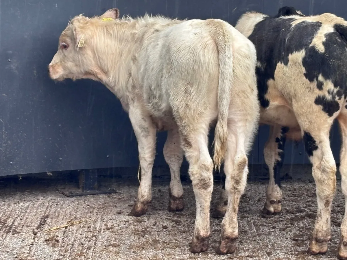 4 top quality suckler bred Weanlings for sale - Image 2