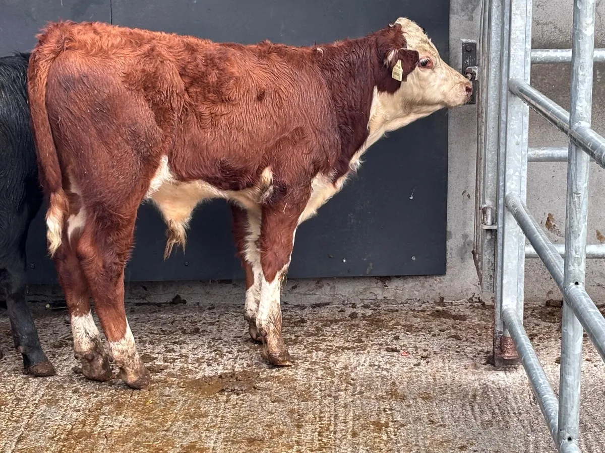 4 top quality suckler bred Weanlings for sale - Image 3