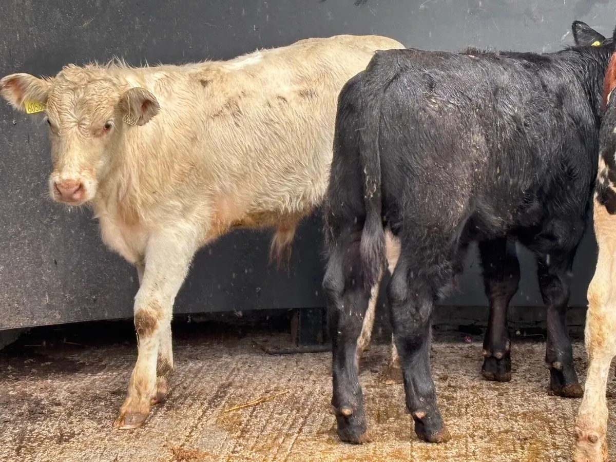 4 top quality suckler bred Weanlings for sale - Image 1