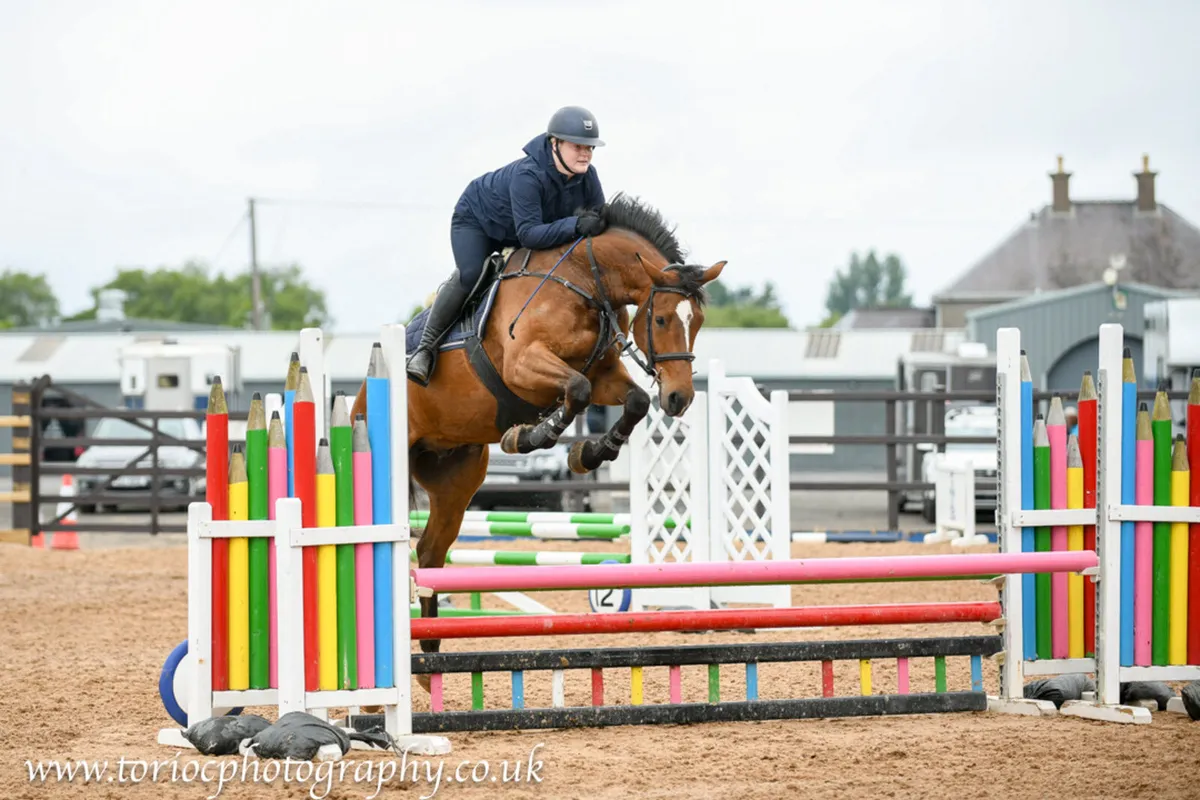 4yo 16hh bay gelding - Image 2