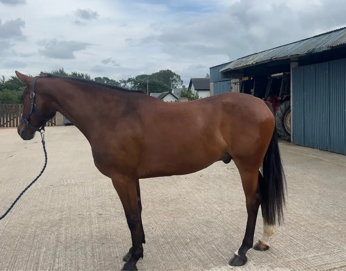 4yo 16hh bay gelding - Image 3