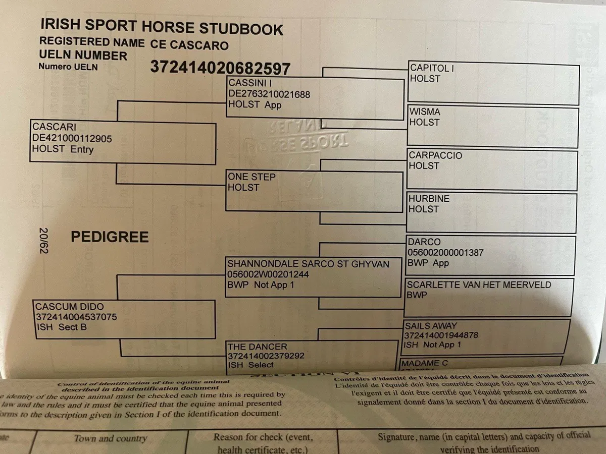 4yo 16hh bay gelding - Image 4
