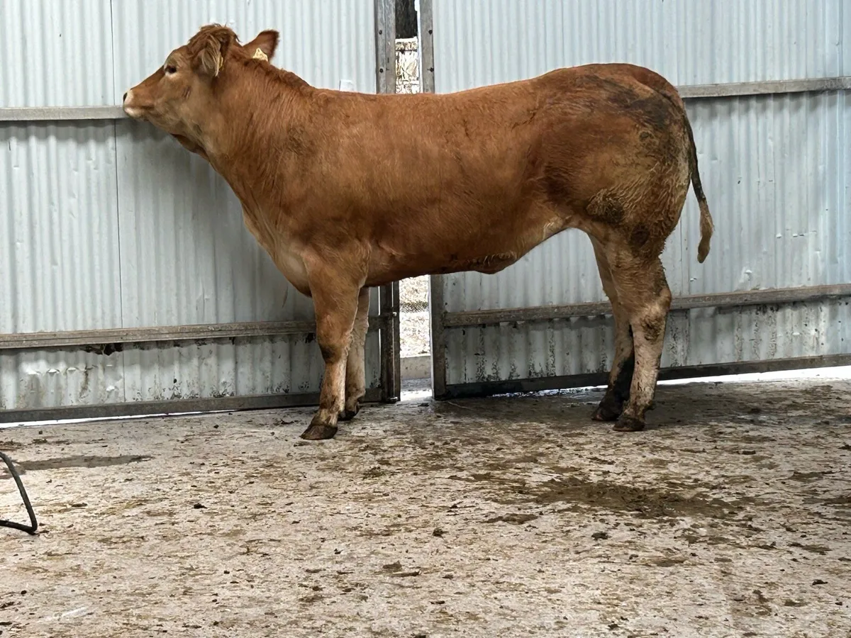 10 5 star genotyped incalf heifers - Image 1