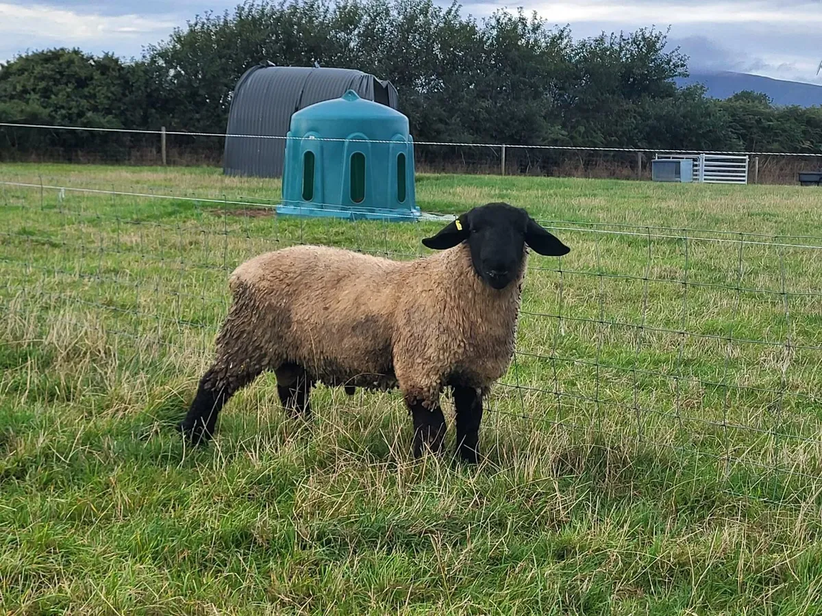 Suffolk Ram Lambs - Image 2