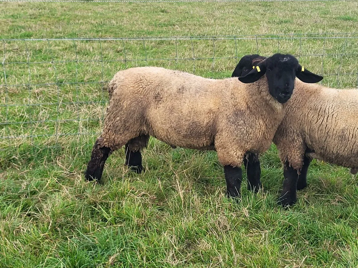 Suffolk Ram Lambs - Image 3