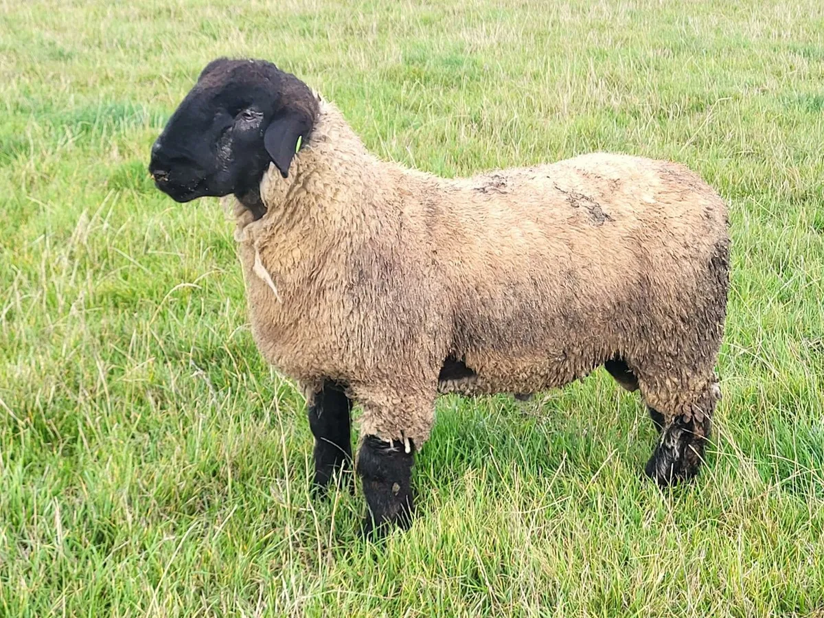 Suffolk Ram Lambs - Image 4