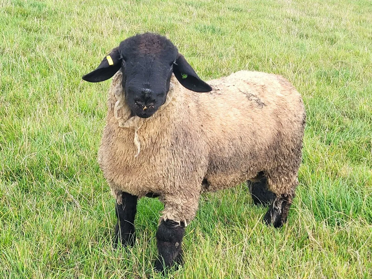 Suffolk Ram Lambs - Image 1