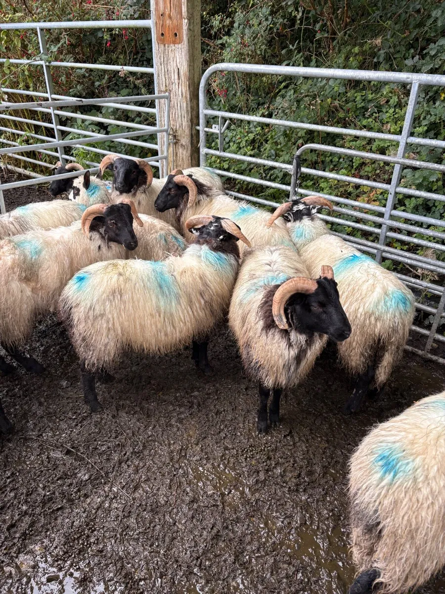 Ram lambs - Image 2