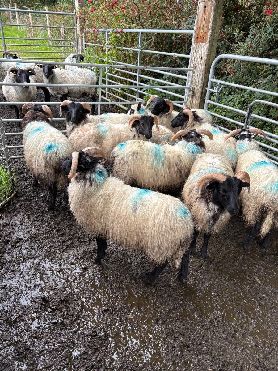 Ram lambs - Image 4