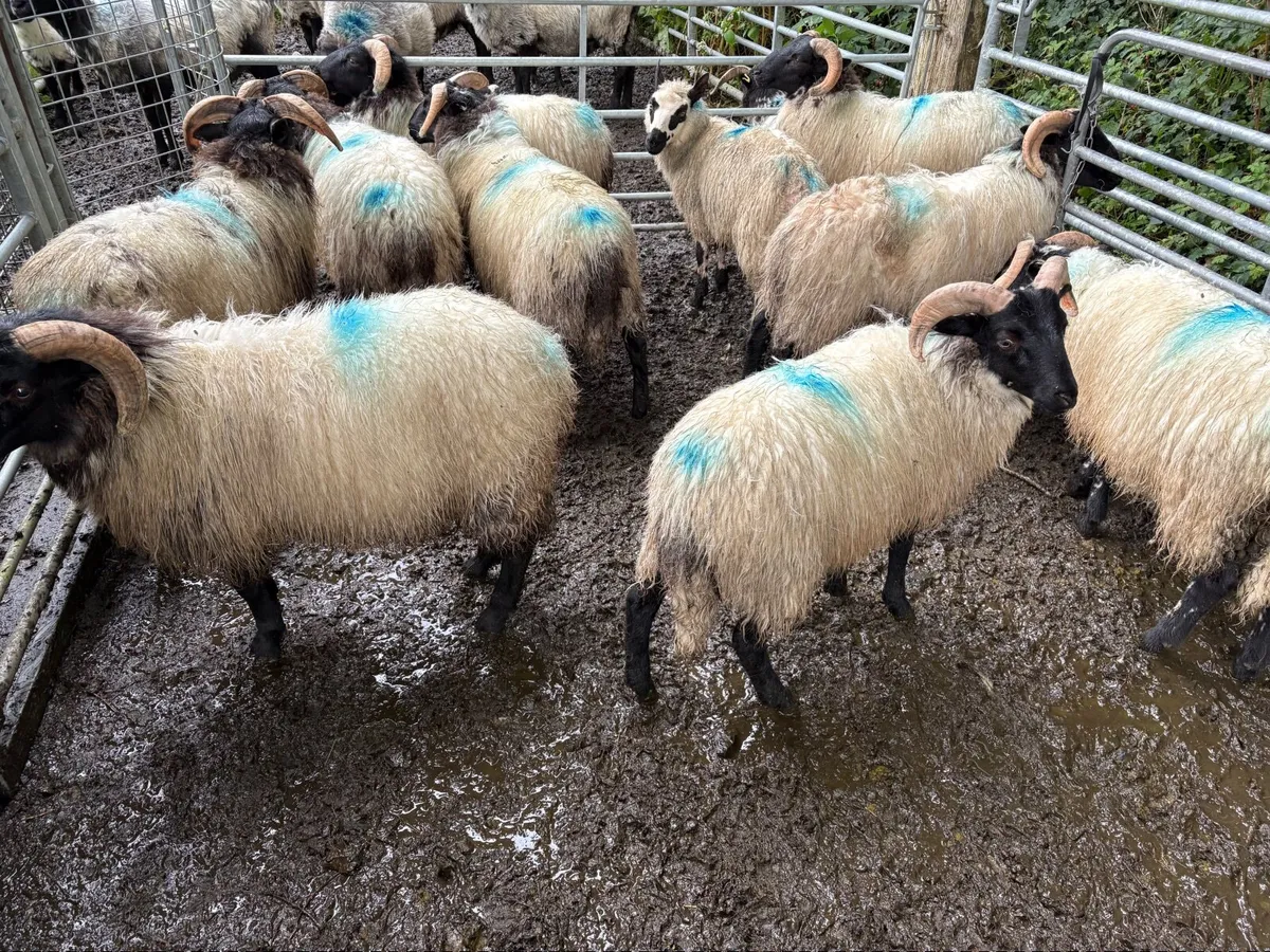 Ram lambs - Image 1