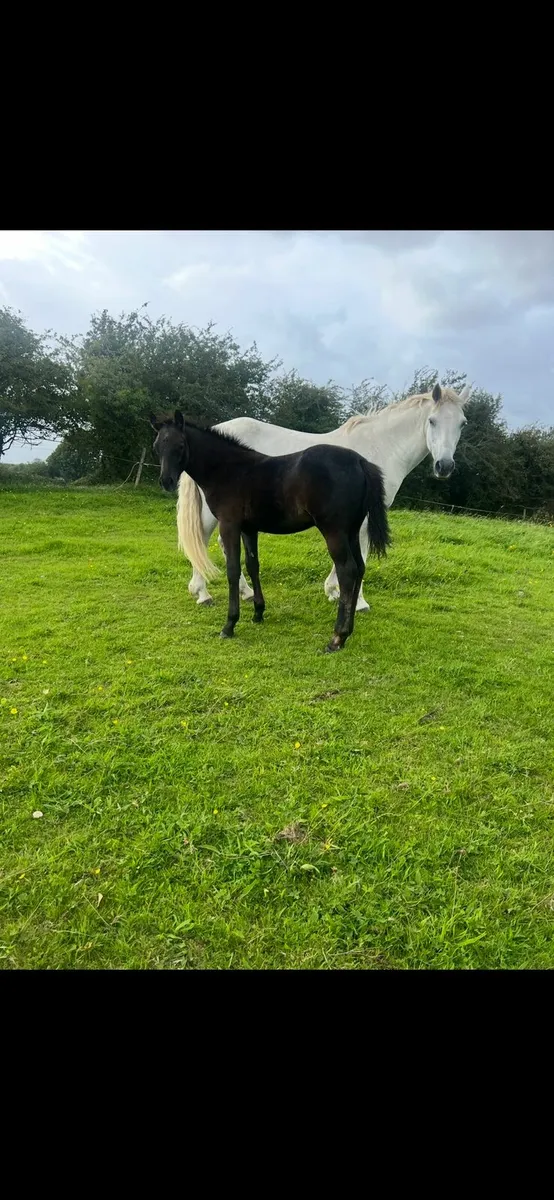 Mare and super colt foal - Image 1