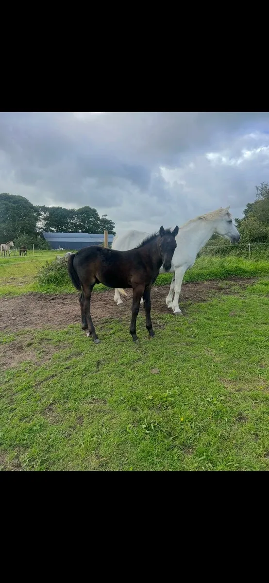 Mare and super colt foal - Image 3