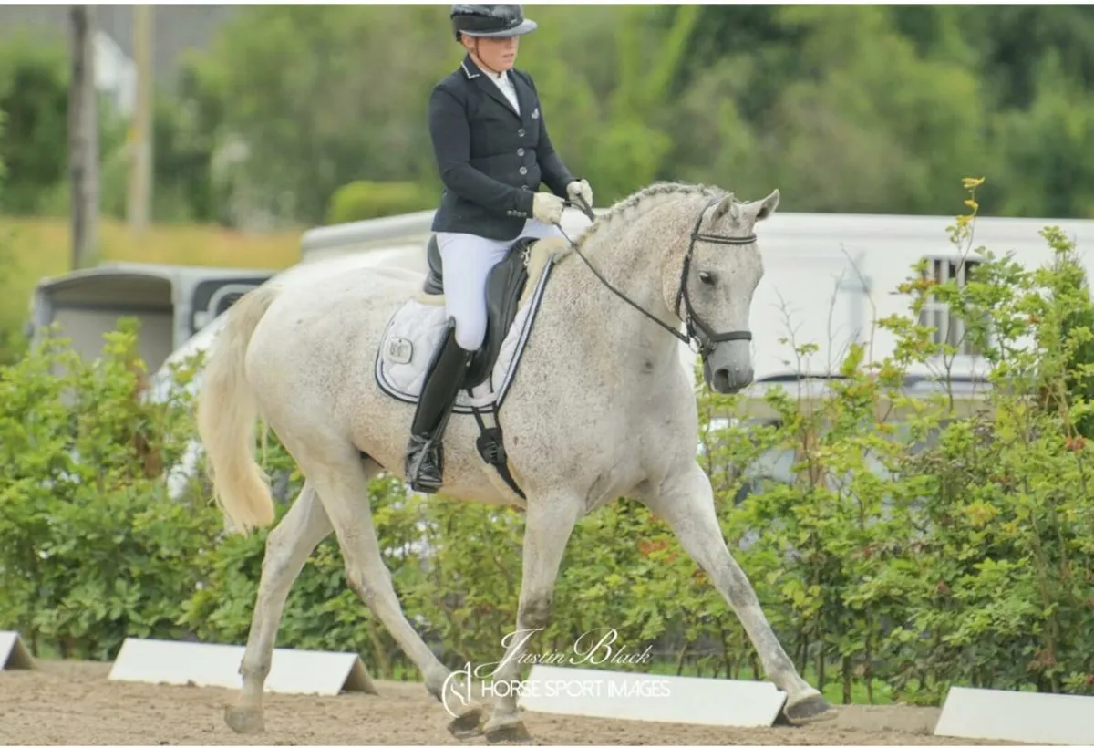 Sport Horse - Image 3