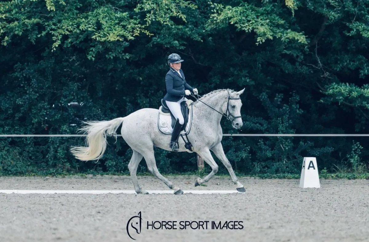 Sport horse - Image 1