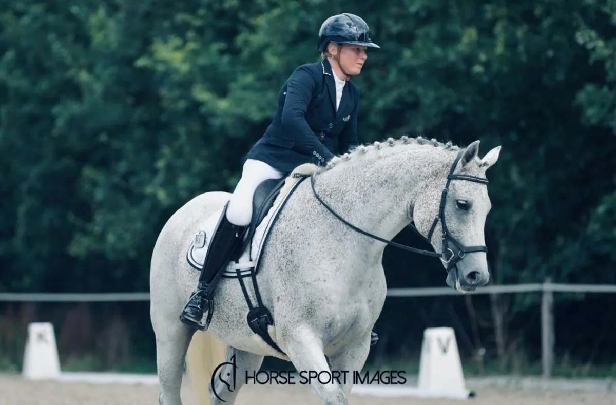 Sport Horse - Image 4