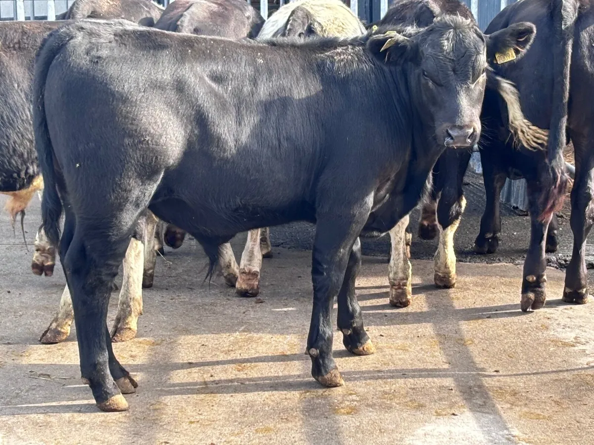 7 top quality bull Weanlings for sale - Image 1