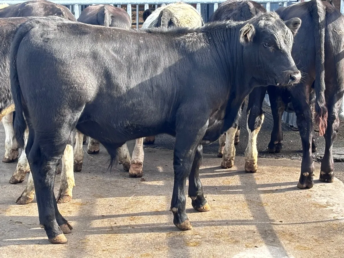 7 top quality bull Weanlings for sale - Image 2