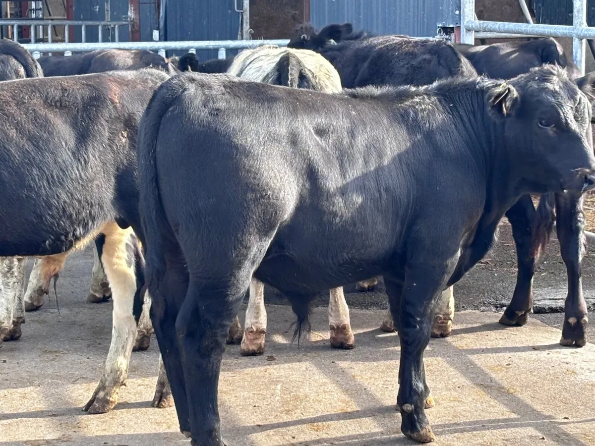 7 top quality bull Weanlings for sale - Image 3